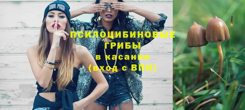 Галлюциногенные грибы Psilocybe  ссылка на мегу ссылки  Белогорск  где найти  